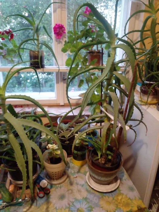 Алое Вера, Aloe vera