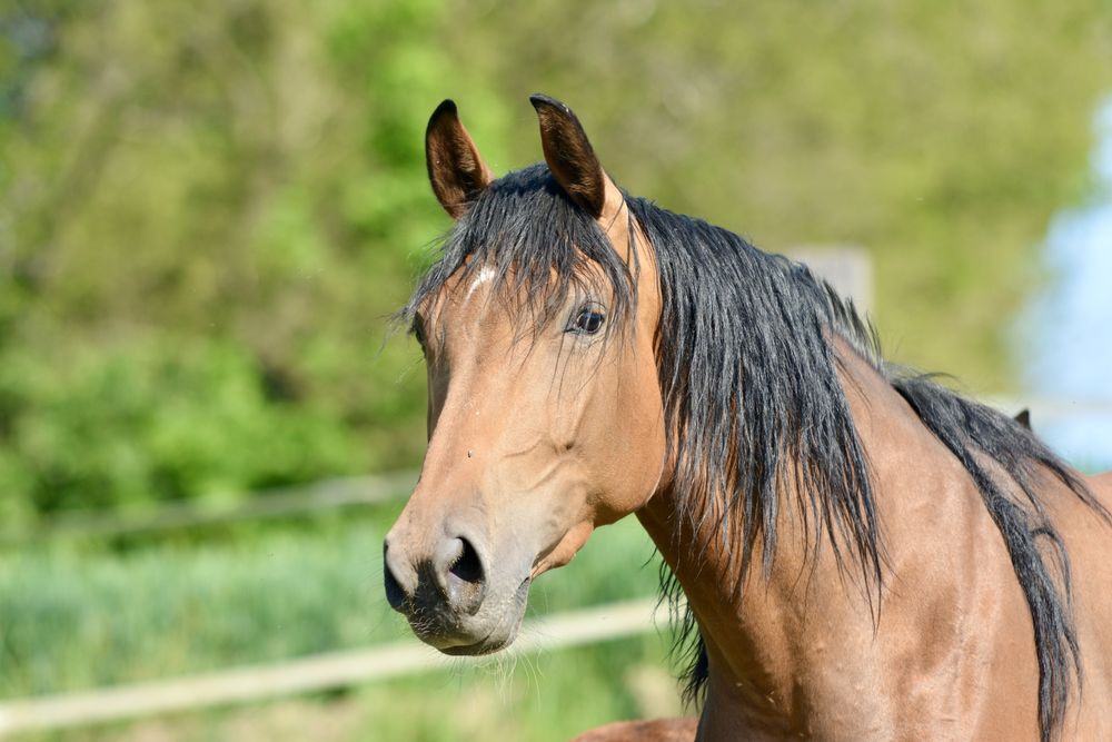 Delicja, piekną klacz po ogierze małopolskim Krym