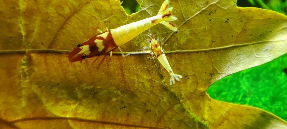 Krewetki caridina Pinto Spotted Red