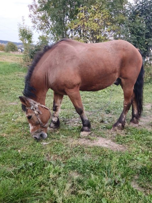 Wałach  koń bardzo spokojny