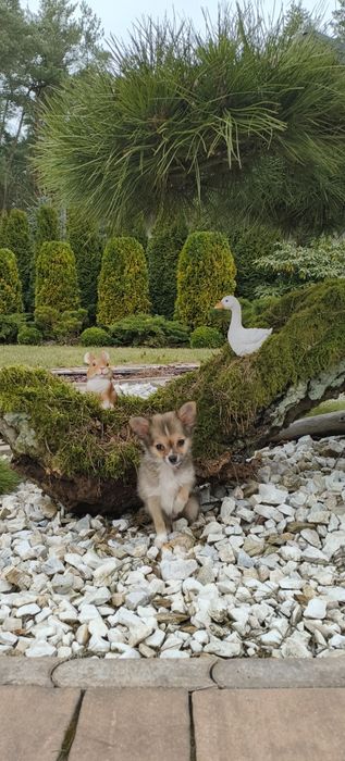 Chihuahua Chihuahułki najmniejszy piesek świata