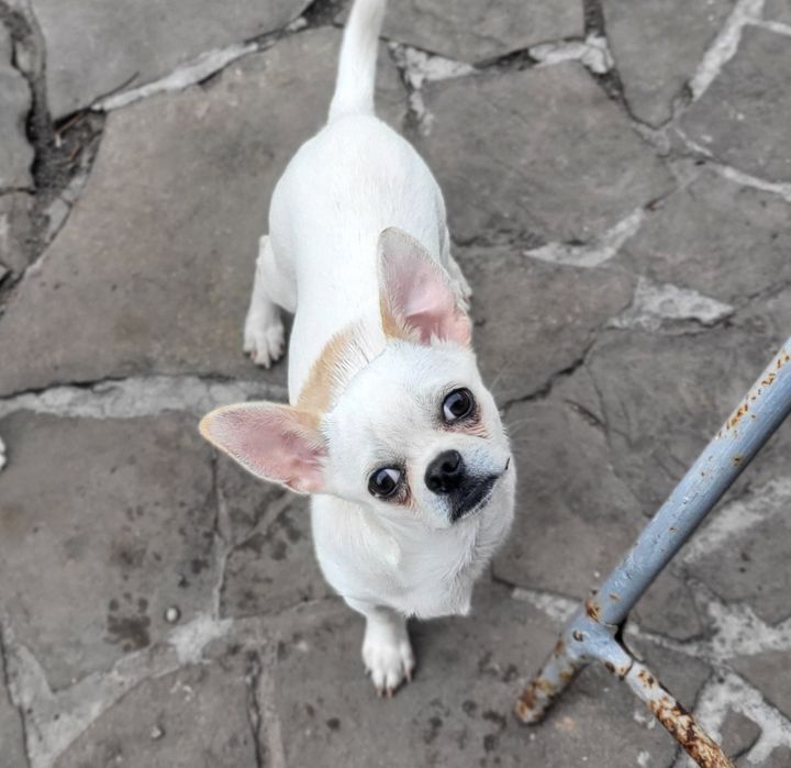 Благородный принц чихуахуа Руслан