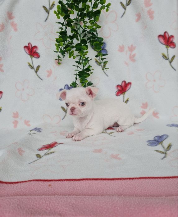 Excelente mini menina Chihuahua/Chiuaua de Qualidade, Linhagem Russa