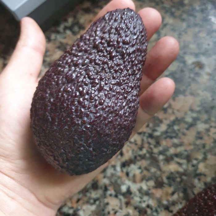 4 Árvore abacates