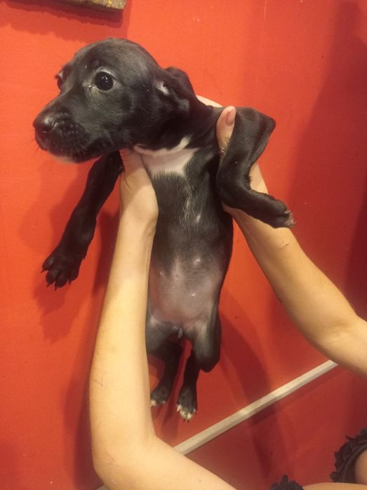 Долматинка манюня