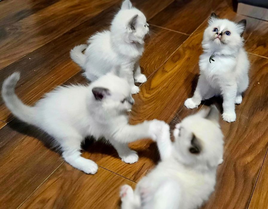 Kocięta Ragdoll - 2 kotki i dwa kocurki