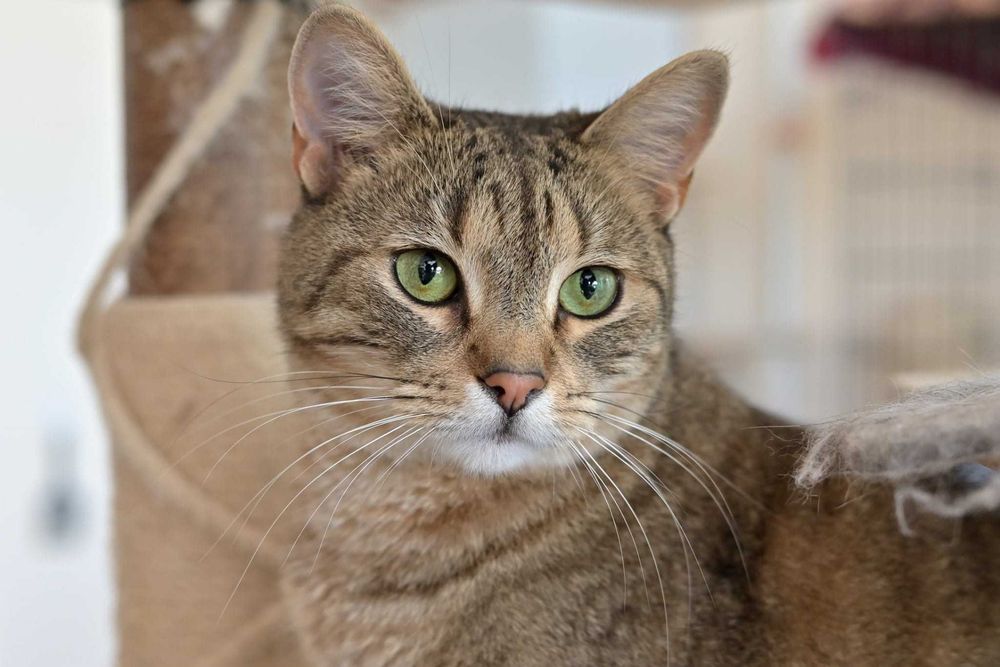 Misio spokojny burasek szuka cichego i kochającego domu