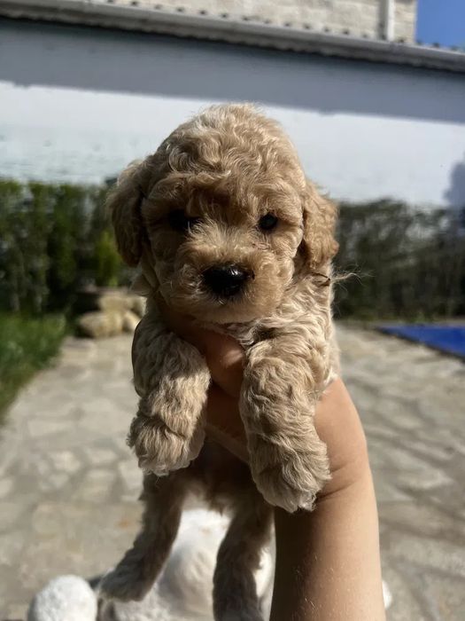 Шикарні Мальтипу бежеві, вакциновані, зроблено прививки