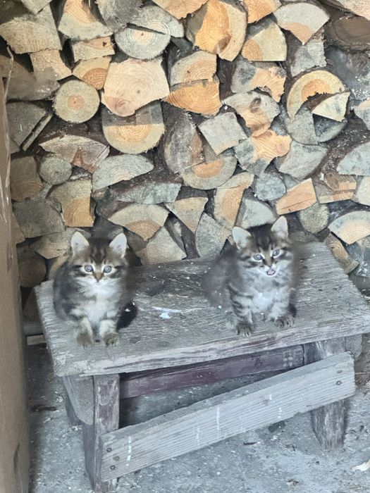 Котенята всі  пухнасті