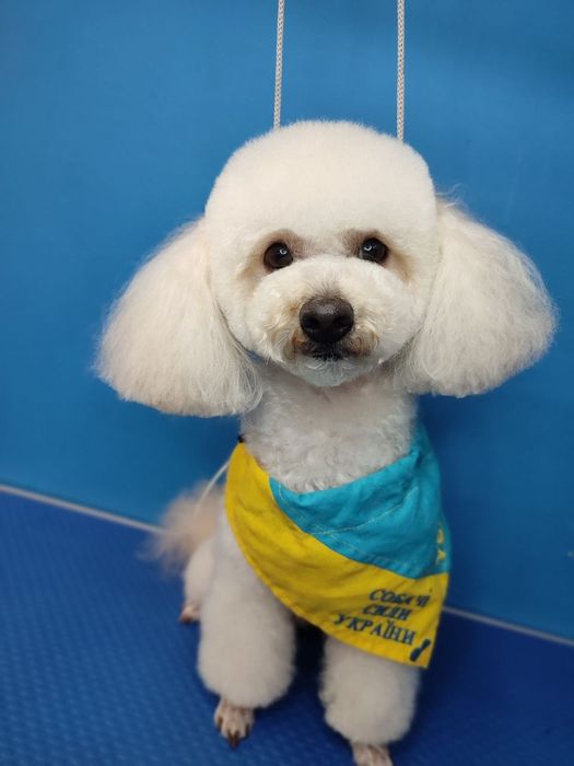 Той пудель в'язка