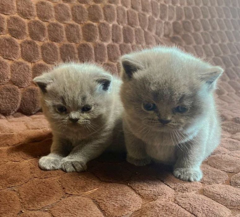 Продам шотландських весловухих котят