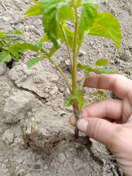 Witam sprzedam sadzonki maliny polonez