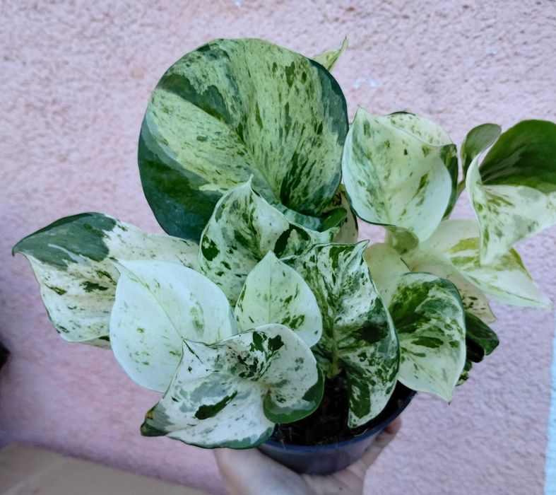 Epipremnum pinnatum happy leaf SADZONKA 12 Ø / 20 cm