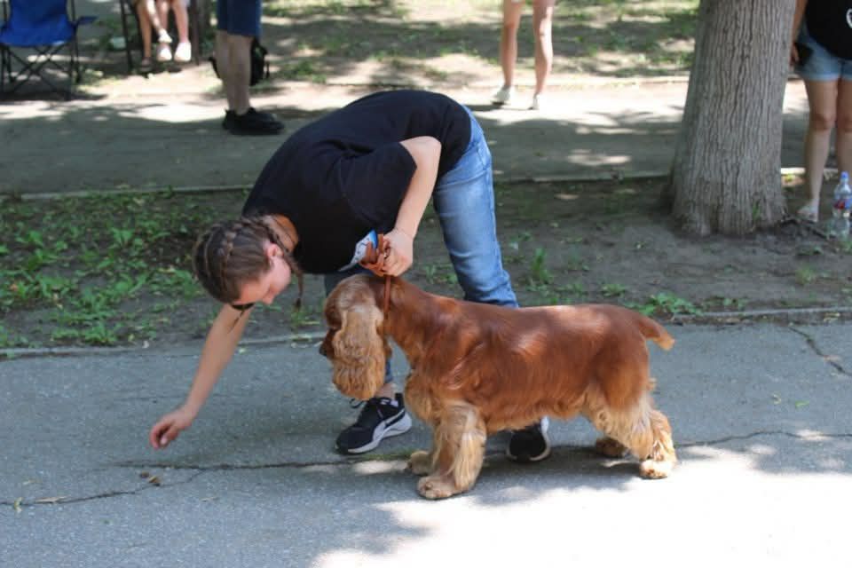 Англійський кокер спанієля