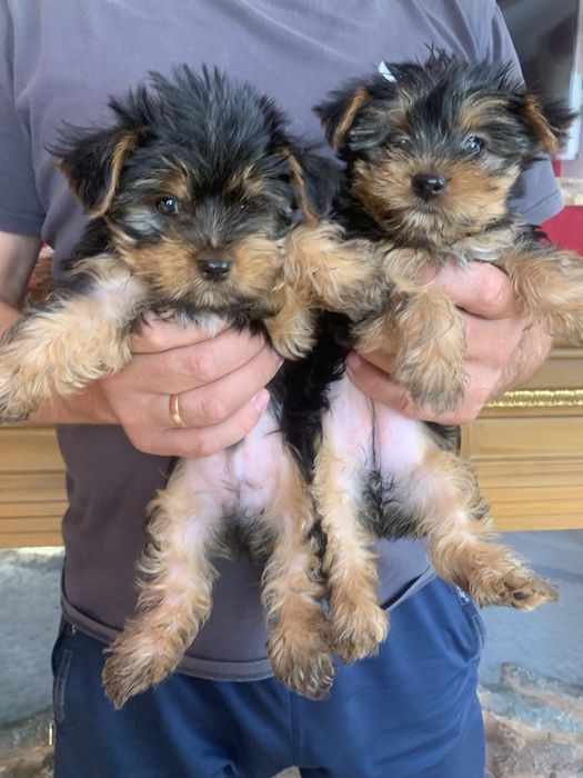 Продам цуценят Йорка