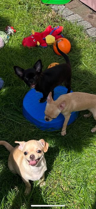 Cudowny chlopiec Chihuahua  dlugowlosy