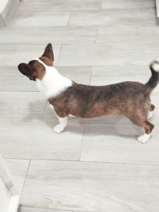 Fêmea Corgi com 5 meses