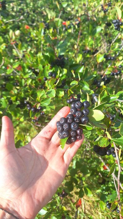 Aronia czarnoowocowa Ekologiczna