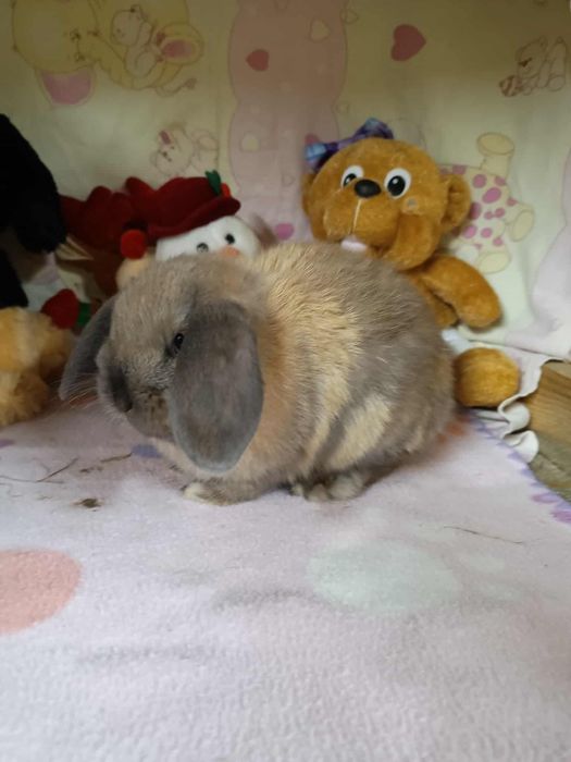 Sprzedam króliczki mini loop puchate mini lop