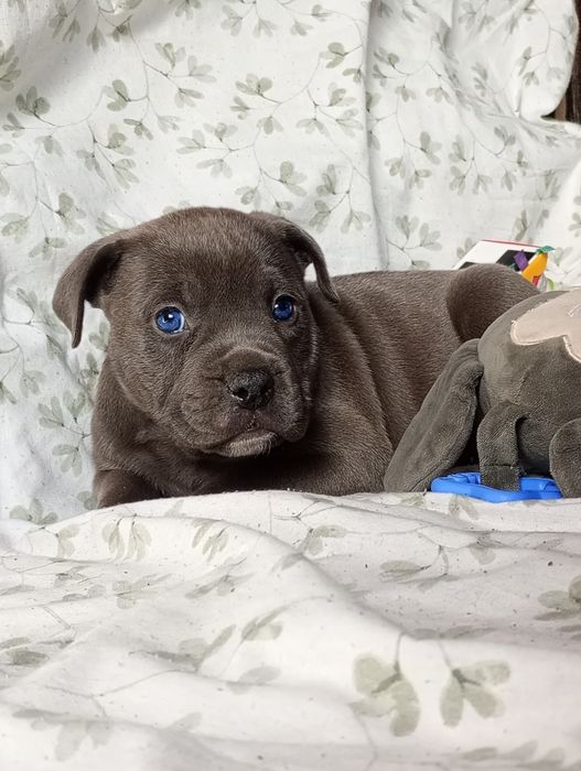 Amerycan Stanford terier  amstaff