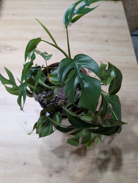 Muda Planta Rhaphidophora tetrasperma / Monstera Mínima