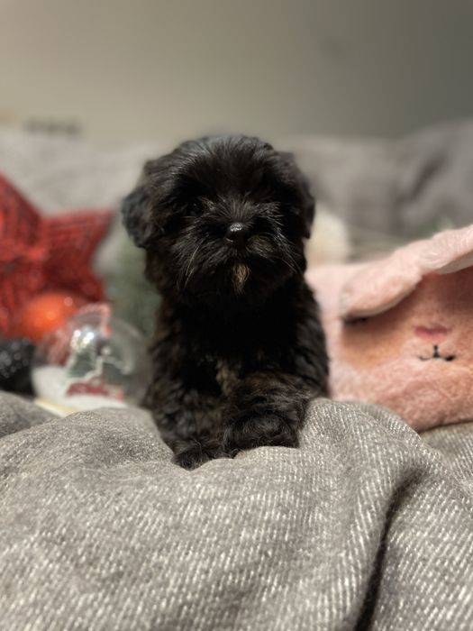 Alma- śliczna dziewczynka