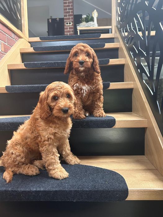 Cockapoo.pies chłopak