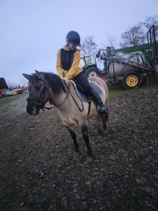 Klacz konik polski, dopłatowa! Siodło, źrebna, licencja 80!