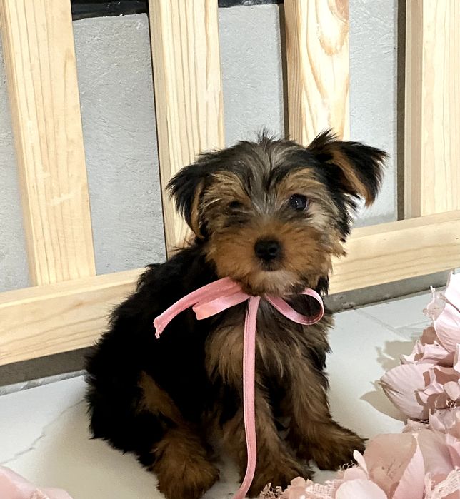 Йорки дуже гарні