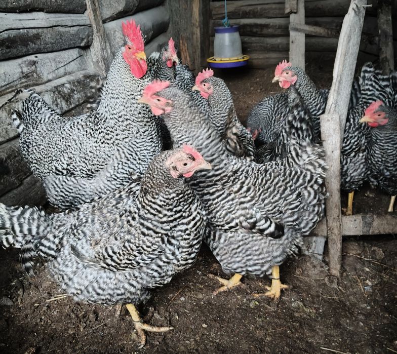 Продам чистокровних півнів на плем'я