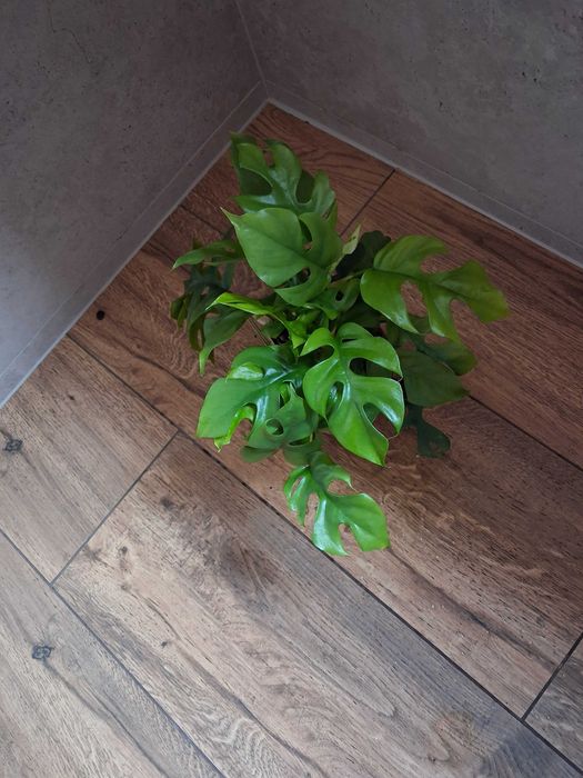 Monstera ''Minima'' Rhaphidophora tetrasperma
