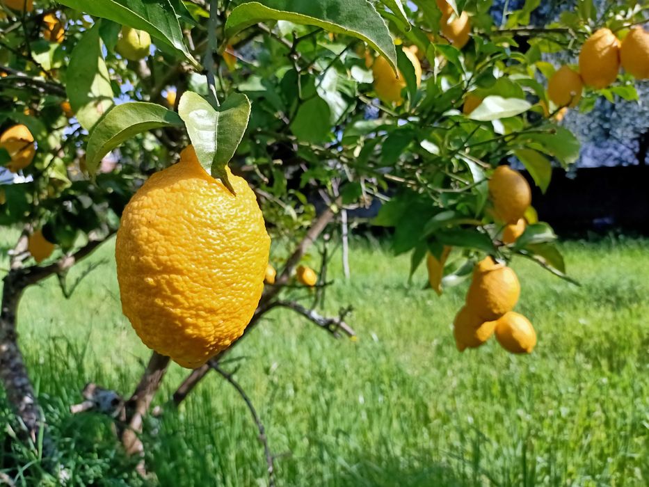 Limões de qualidade