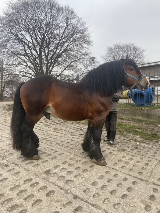 Ogier Mario urokliwy arden szwedzki