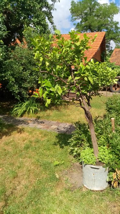 Продам великий лимон