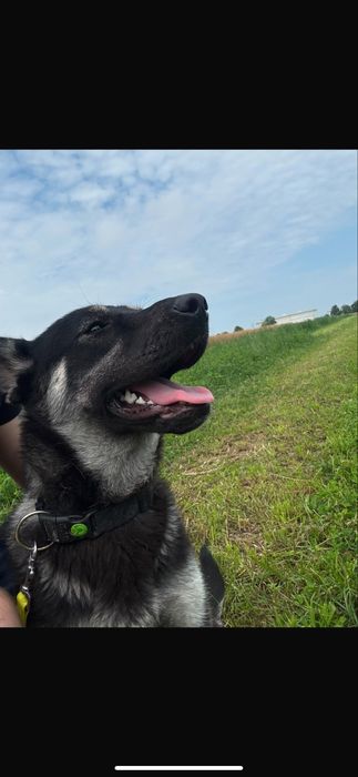 Szczeniak szuka domu- suczka do adopcji