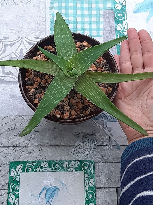 Алое суккулент лечебное алое вера