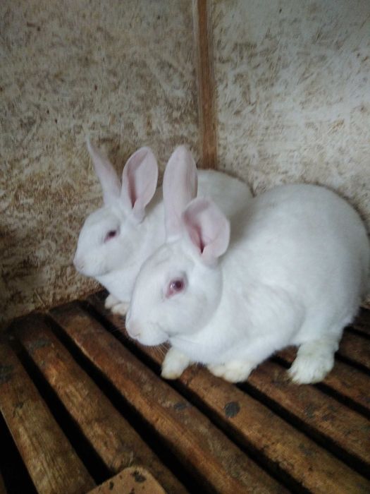 Кролики для розведення