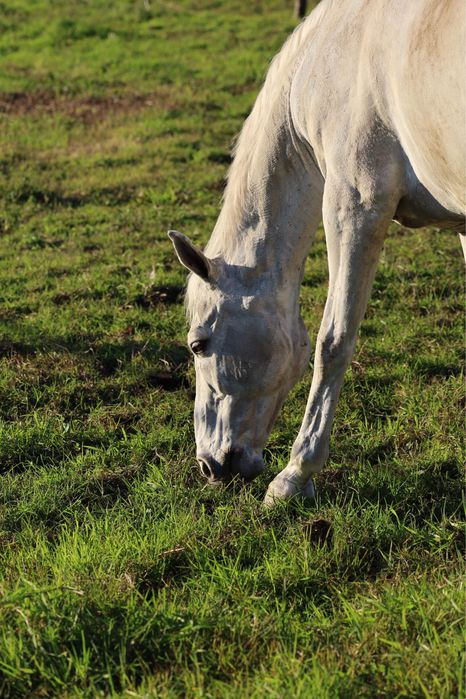 Cavalo para lazer