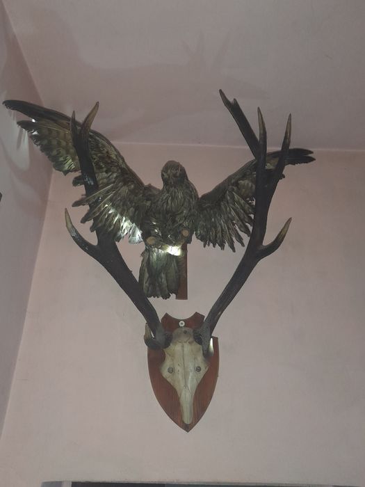 Sprzedam poroże jelenia