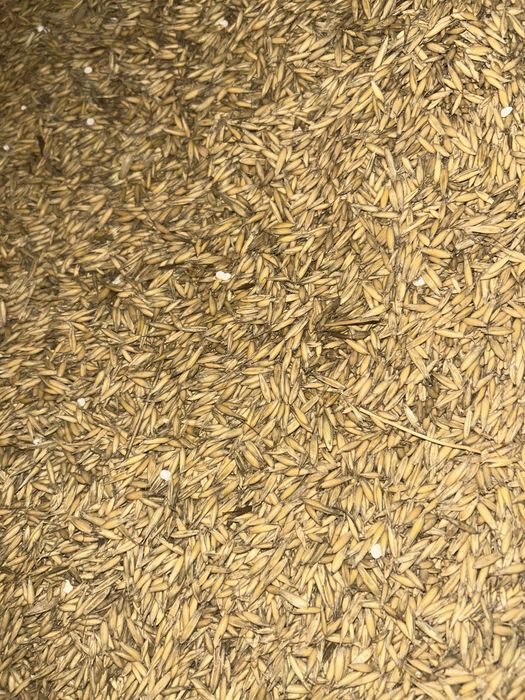 Owies jako wartość opałowa