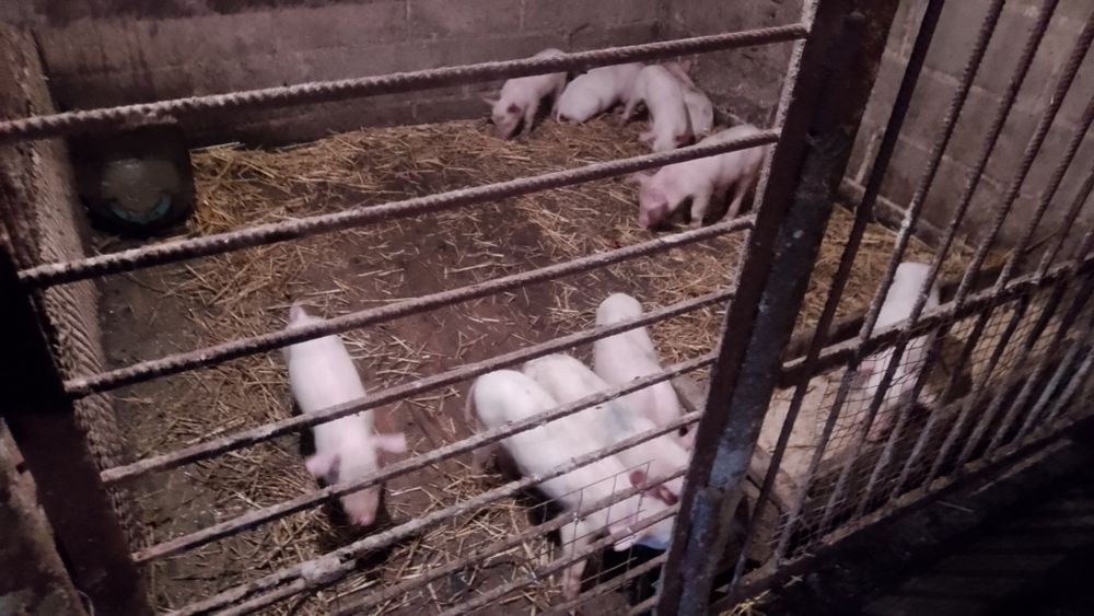 Продам свинки велика біла