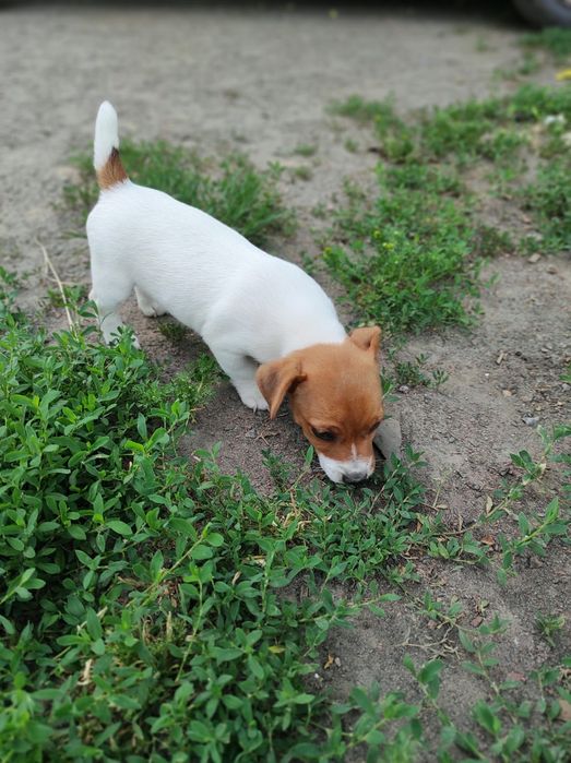 Продаю джек рассел тер'єр дівчинку