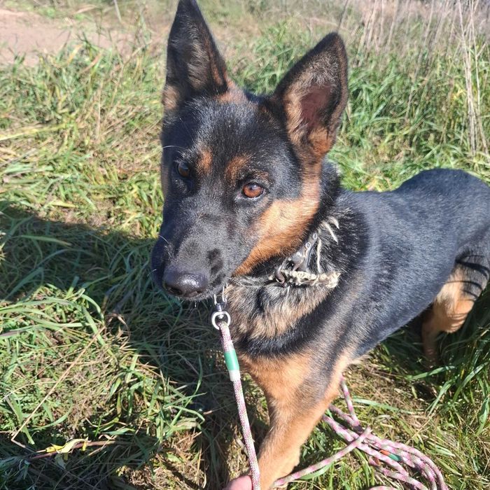 Aza – prześliczna i energiczna miniowczareczka