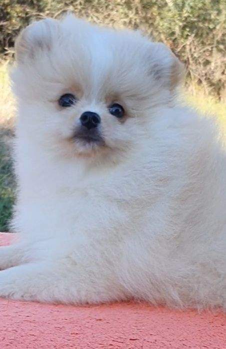 Хлопчик померанского шпіца