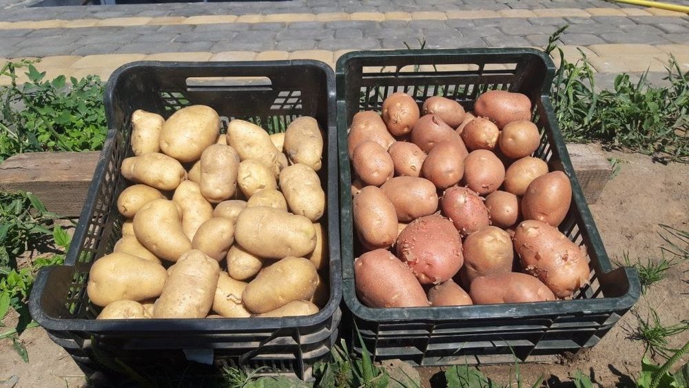 Ziemniaki Lord, Bellarosa jadalne sadzen...