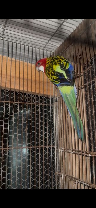 Rosela……………………..