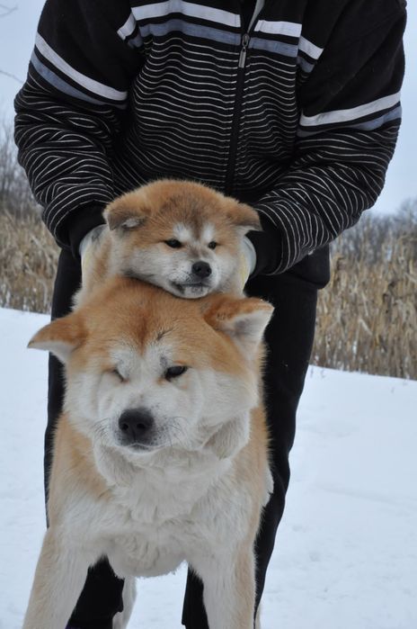 Акіта іну купити Івано Франківськ