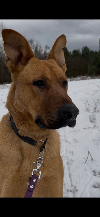 Wesoły i młody Scooby- adoptuj