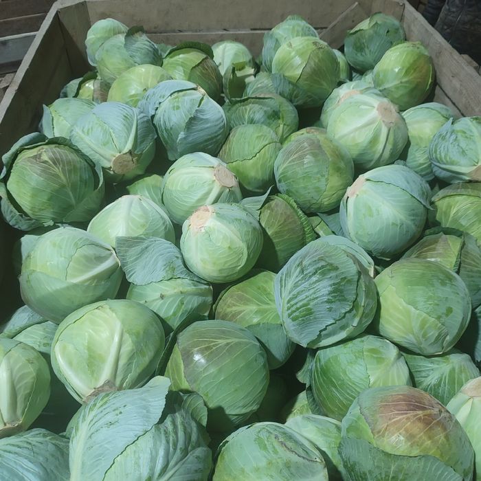 Sprzedam kapustę zimową białą