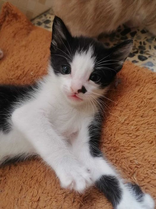 Gatinhos para adoção